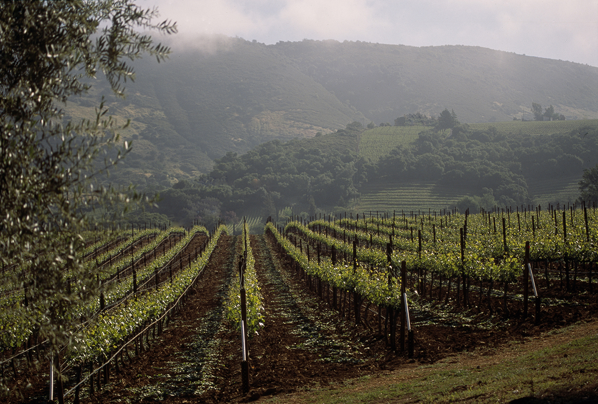 vineyard with trees and hills in the distance