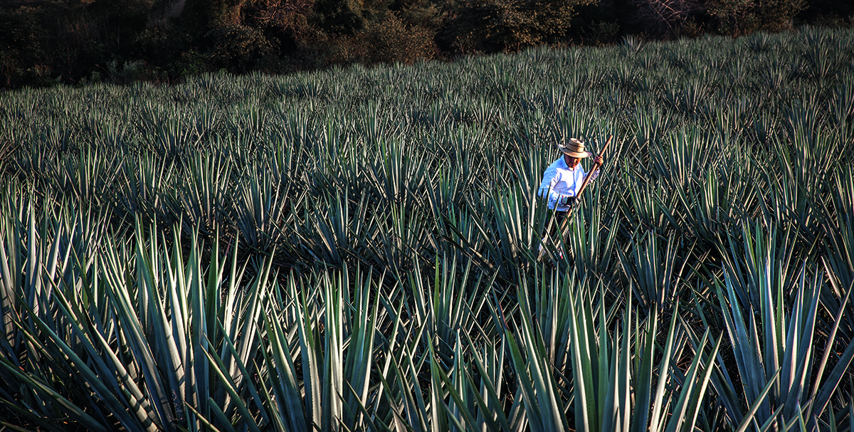 A man working in a tequila agave field