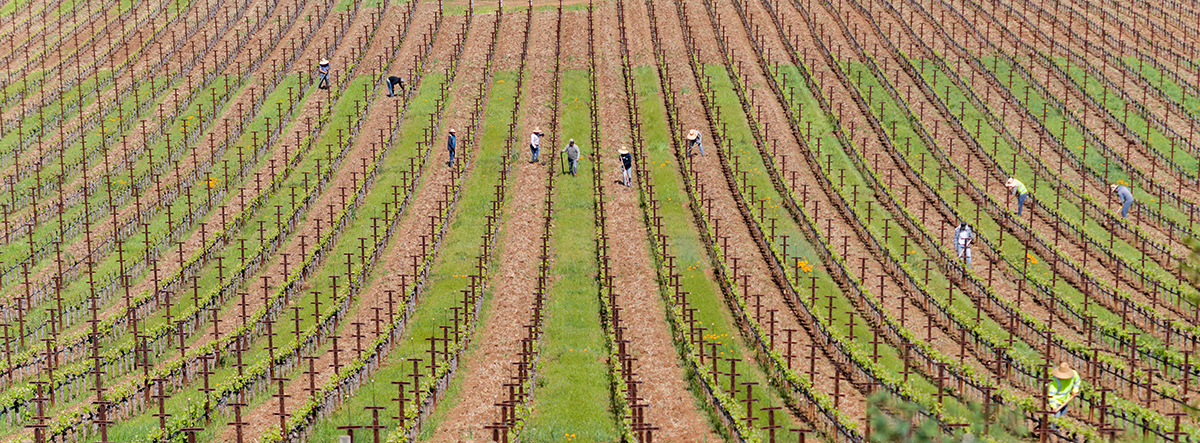 green rows of vineyards