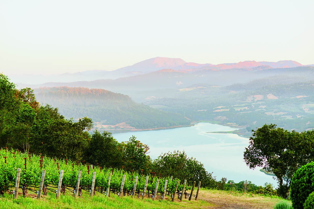 vineyards and the ocean in the distance with mountains