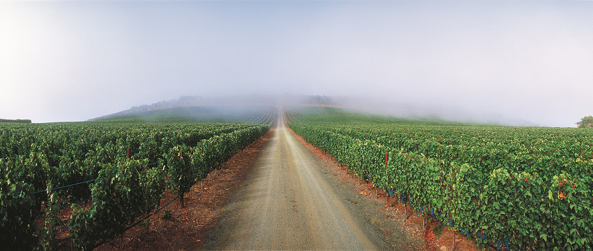 A road going into the distance with vineyards on either side 