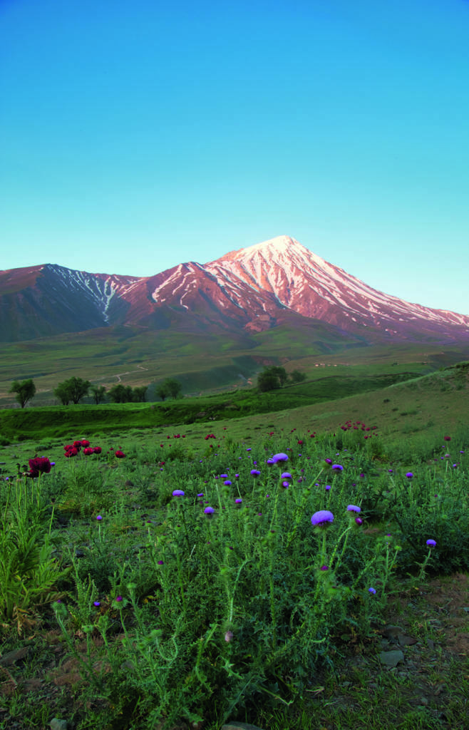 fields with flowers and a mountain in the distance with snow on the tip and a blue sky above