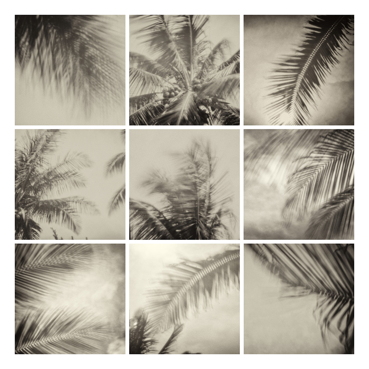 squares with photos of palm trees in them