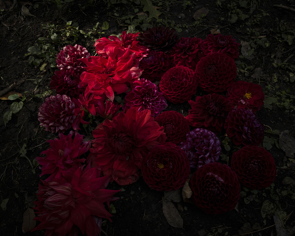 red flowers