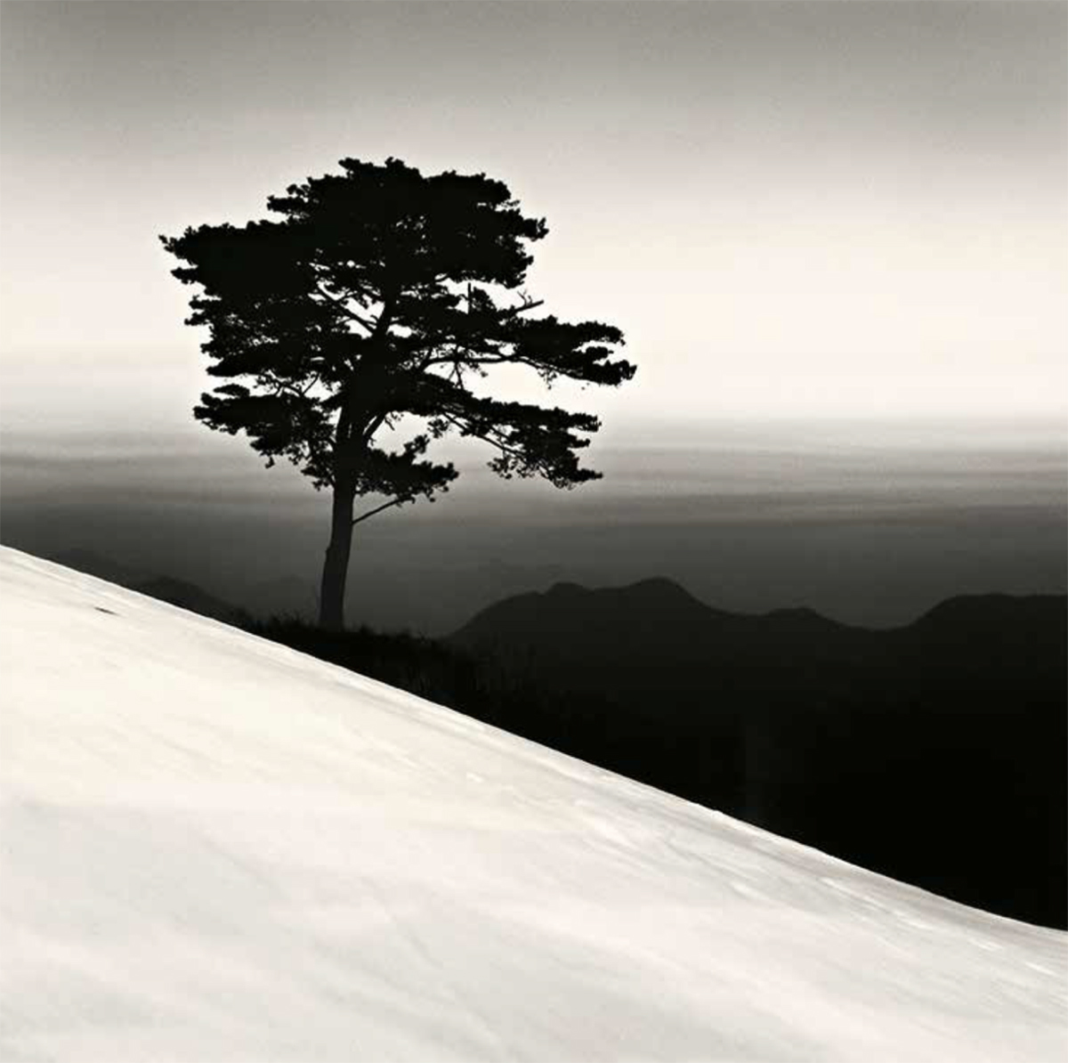 black and white photo of a tree on a hill
