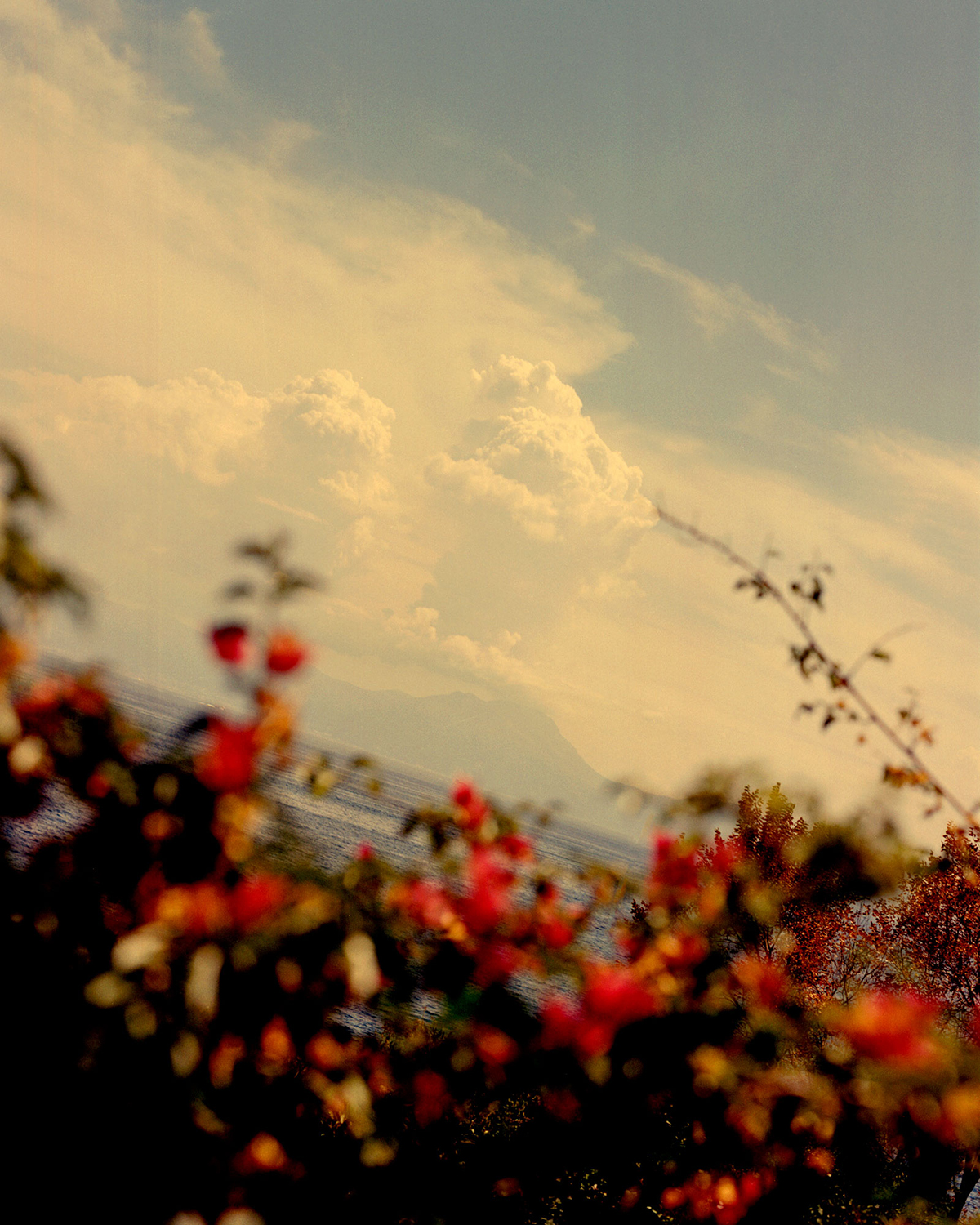 a bush of red flowers and clouds in the sky