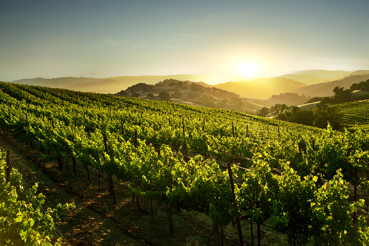A sunset on a vineyard with green vines and hills in the distance