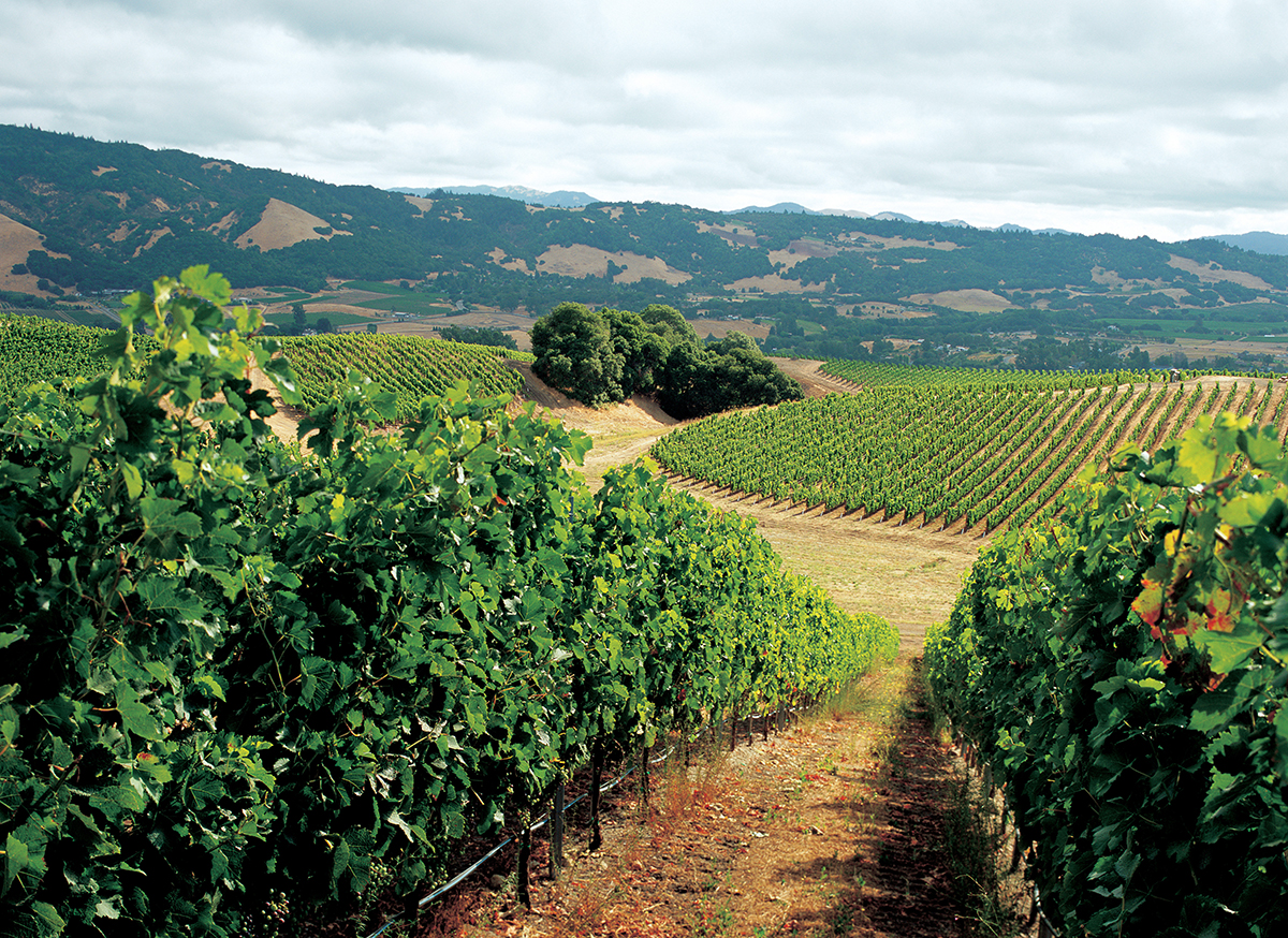 A vineyard with a path and greenery