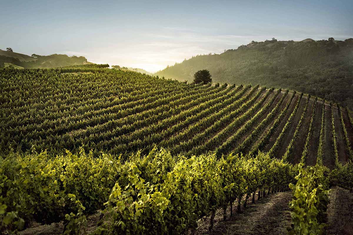 Green vineyards and hills