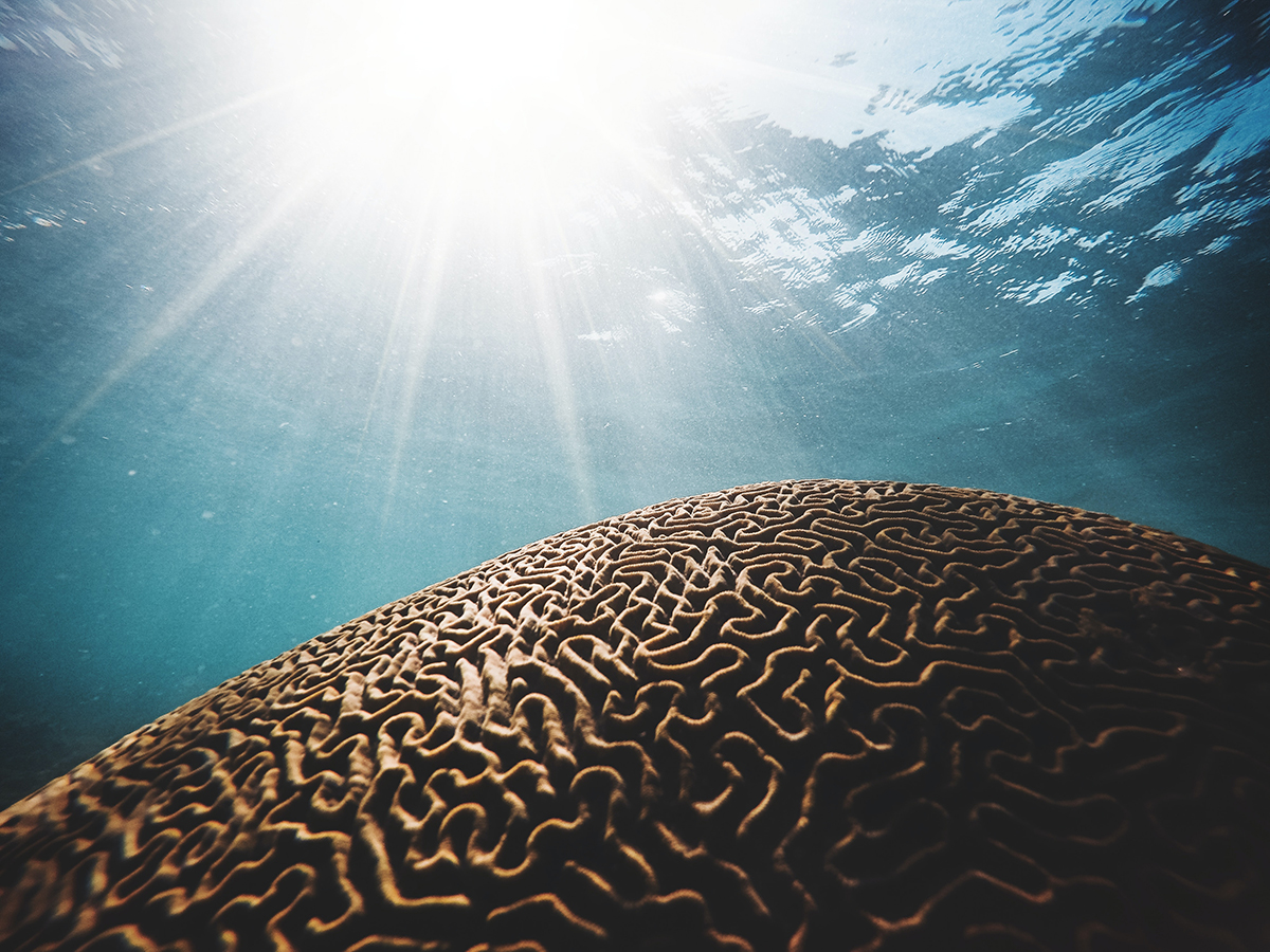 a ribbed brown coral under the sea with the sun shining through the water