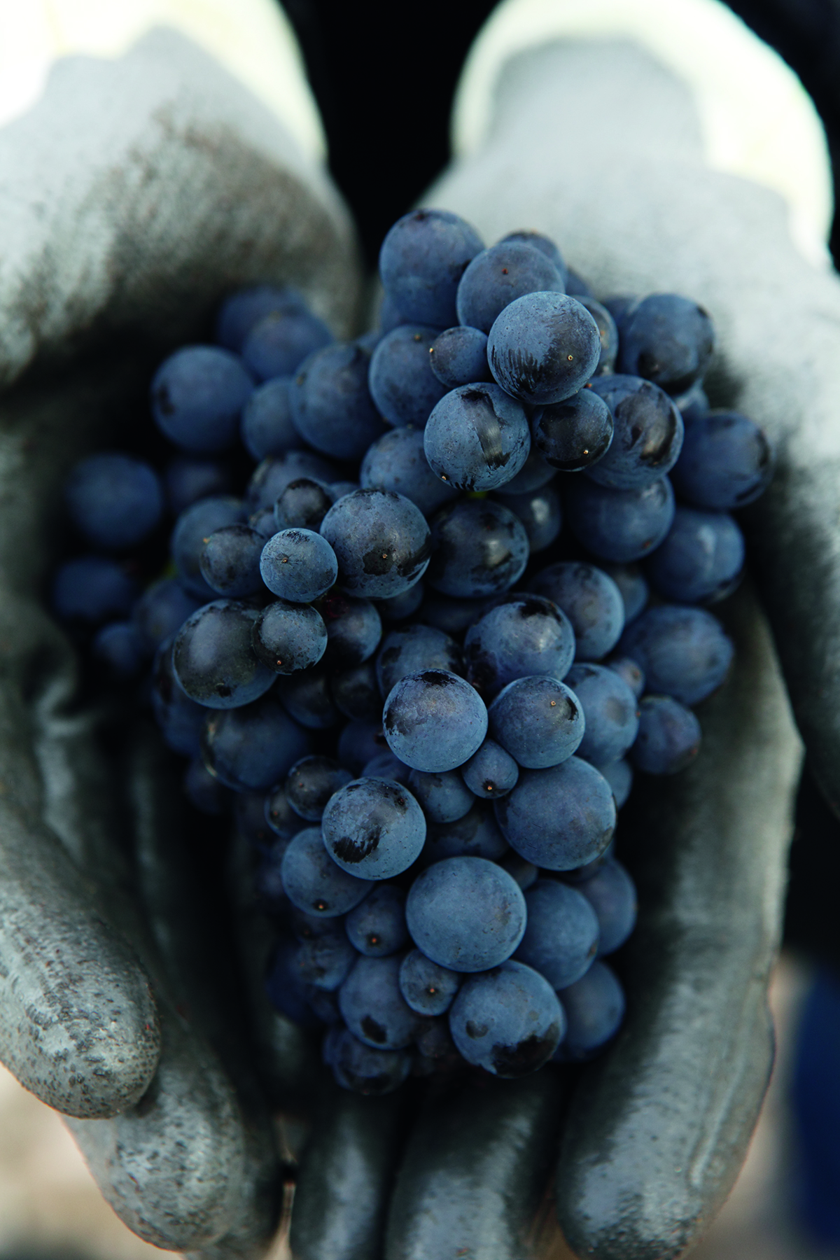 A bunch of black grapes