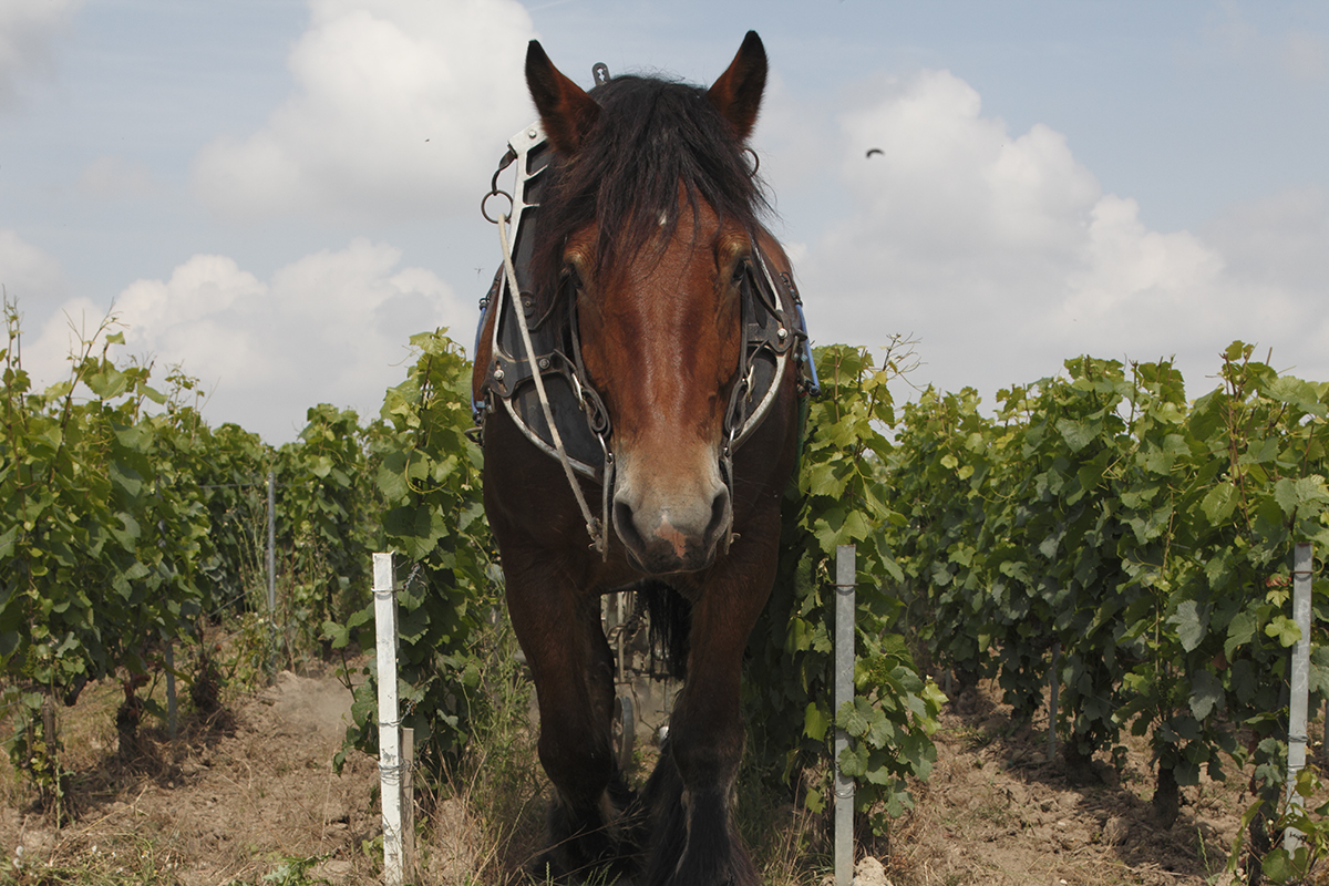 A horse in a vineyard
