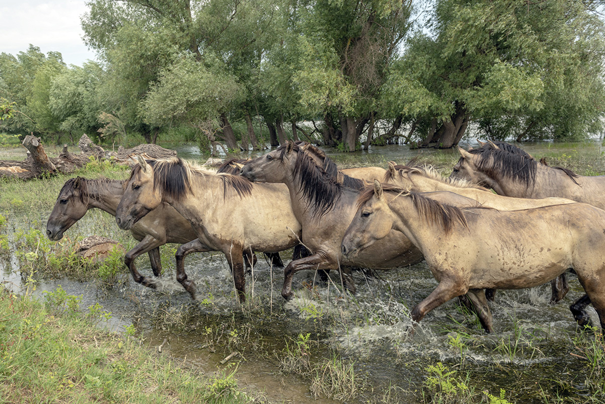 horses running in the woods