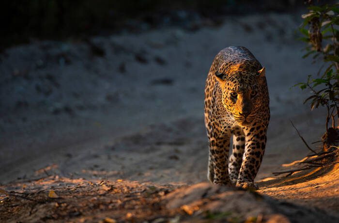 A leopard