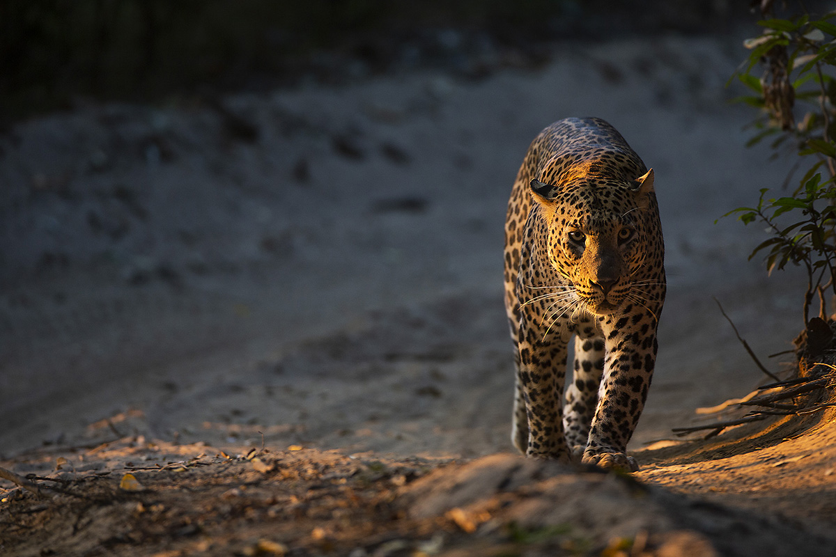 a leopard walking