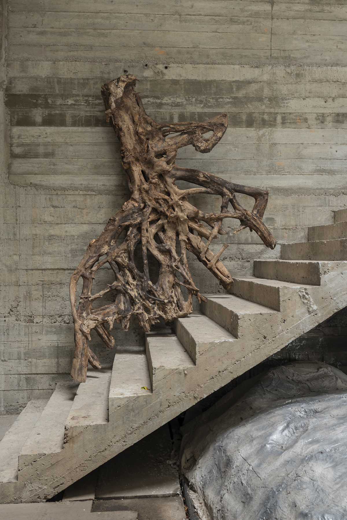 A tree trunk on the side of steps