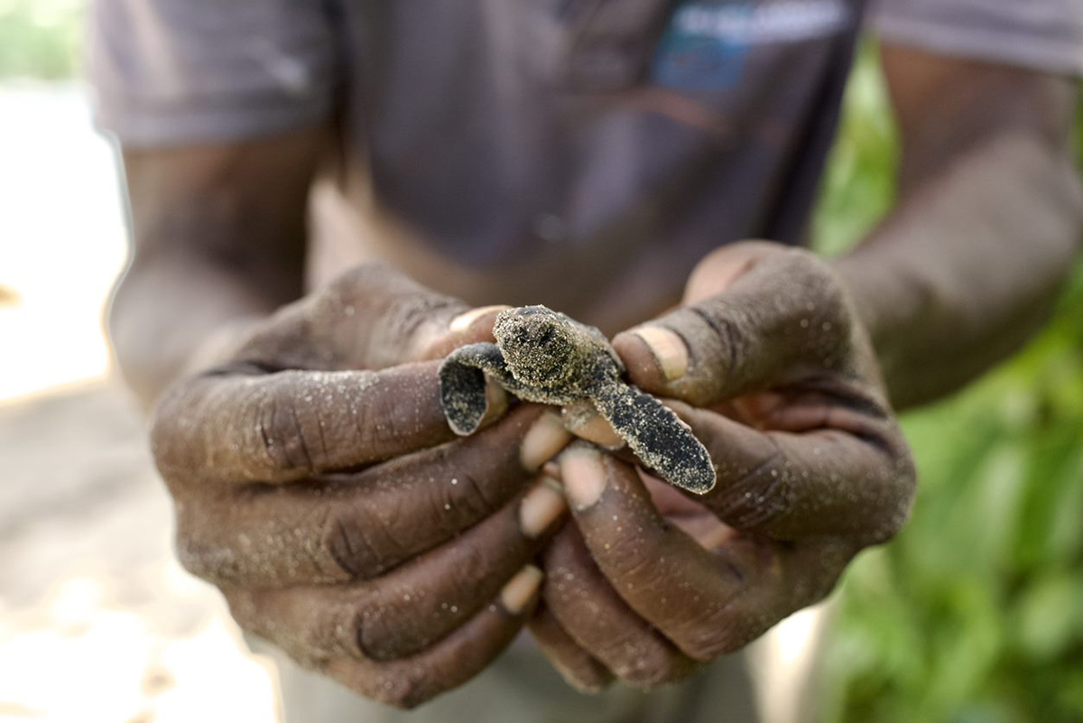 hands holding a baby turtle