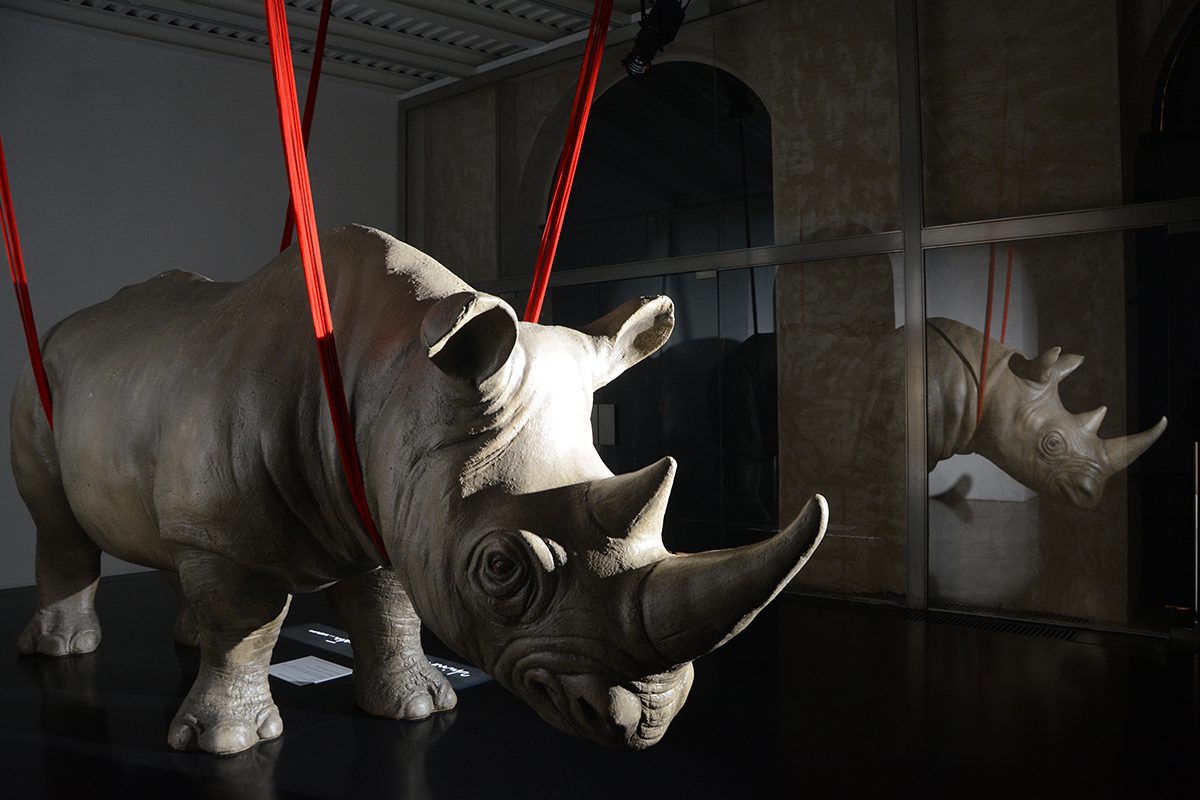 Rhinoceros Rome gallery