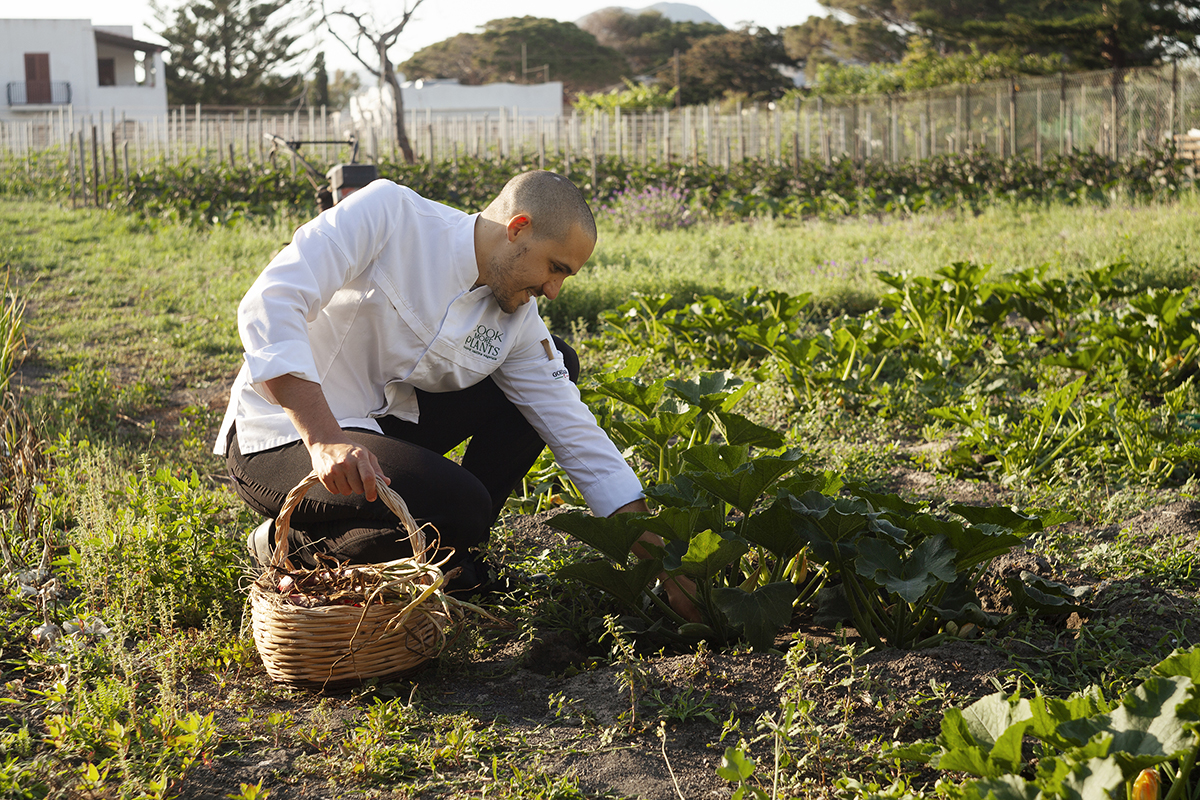 A chef with a basket picking vegetables in a garden