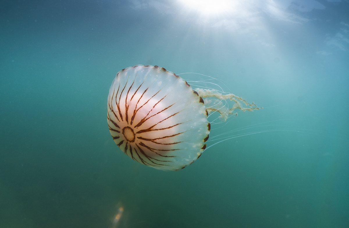 A pink jellyfish in blue water