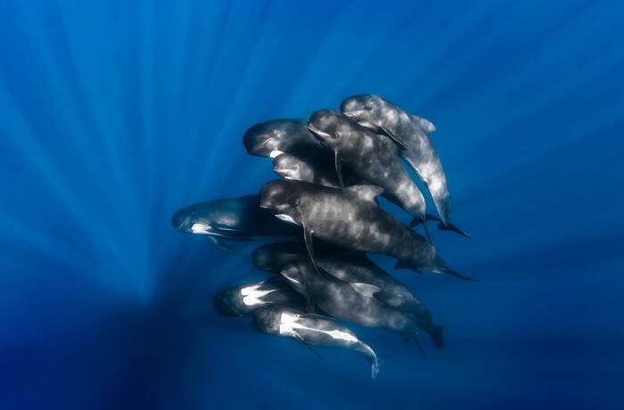 Baby whales gathered together in the sea