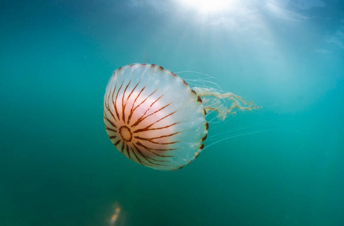 A pink jellyfish in blue water
