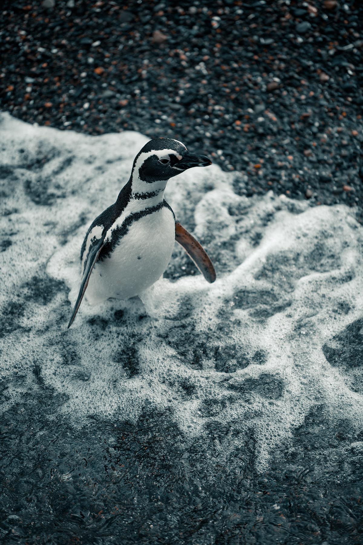 A penguin by the sea