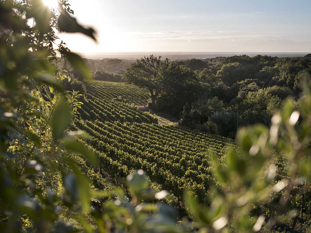 green vineyards