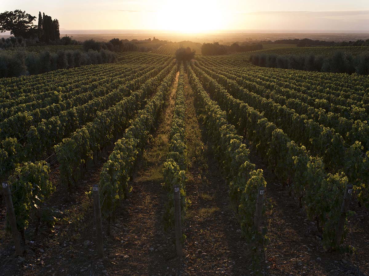 rows of vineyards at sunset