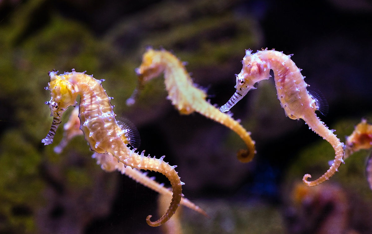 three pink seahorses in the sea