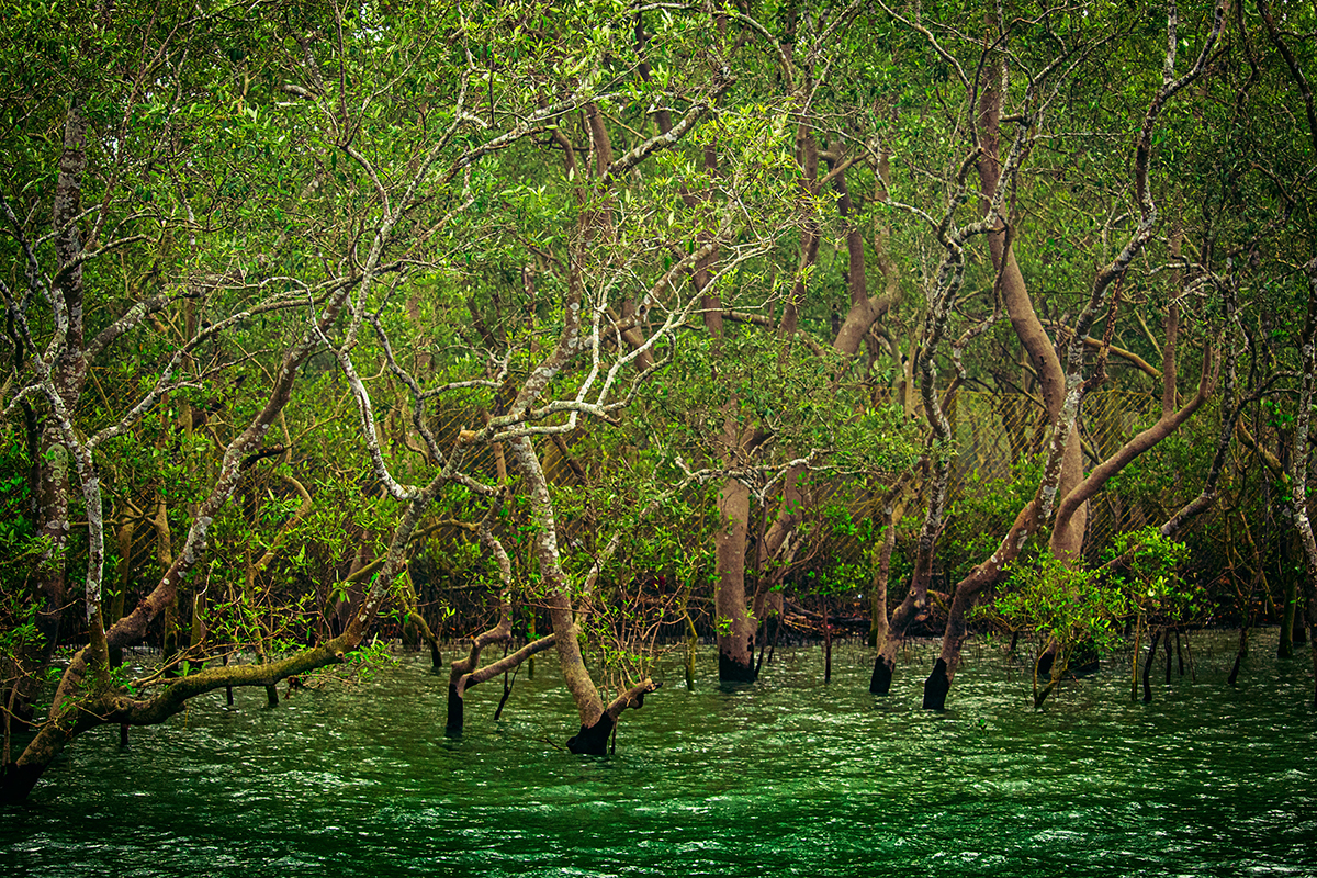 trees in a swamp