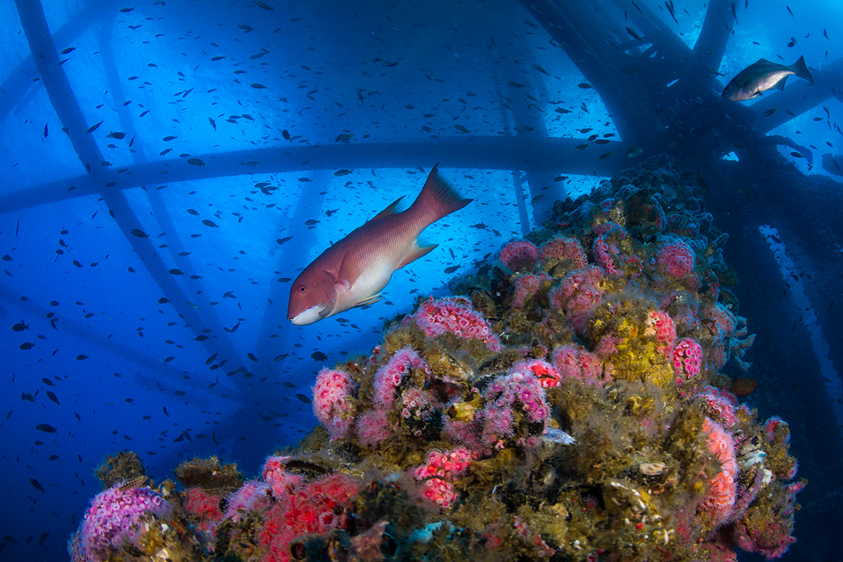 A fish and colourful corals underwater