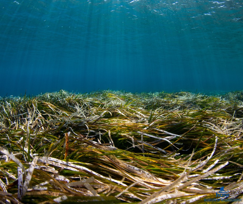 grass and seaweed on a sea bed