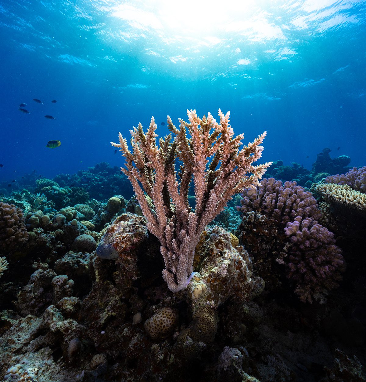 Coral reef under the sea