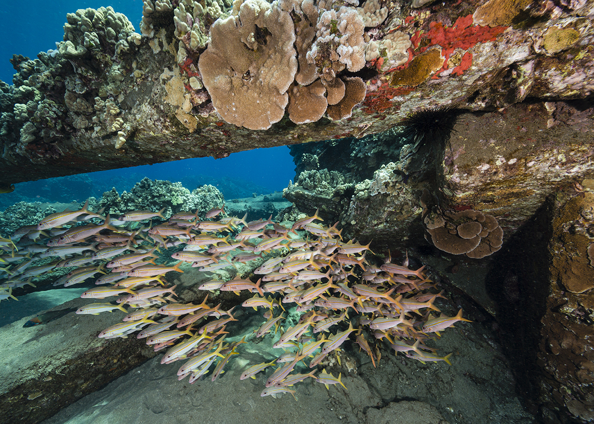 coral reef under water