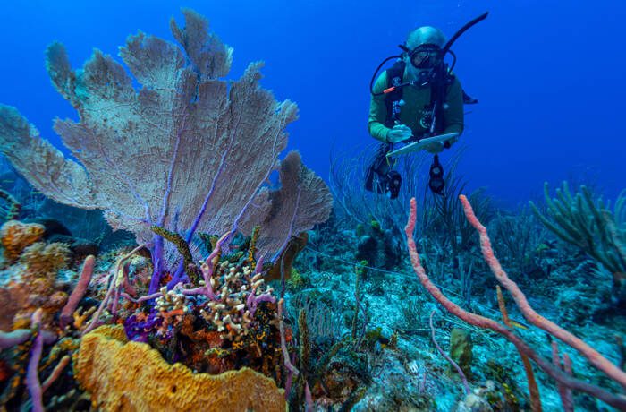 Diver in coral reef