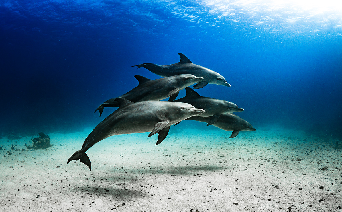 A pod of dolphins swimming in the sea