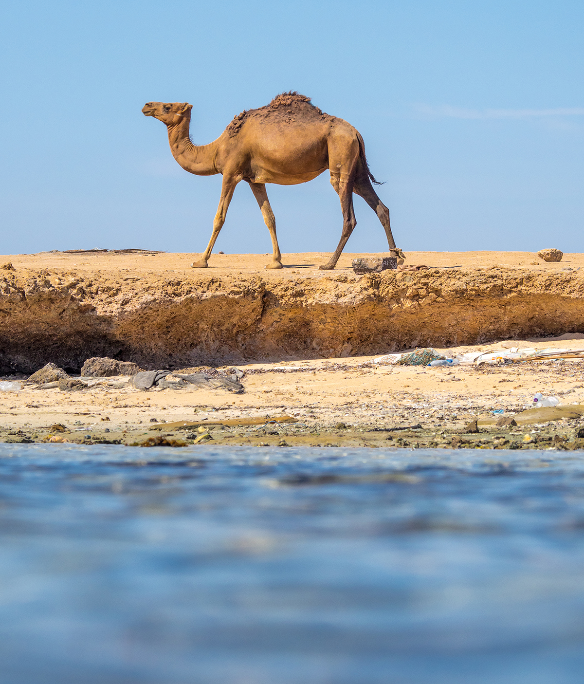 A camel walking by the sea
