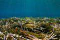 Seven leading philanthropy projects for the oceans