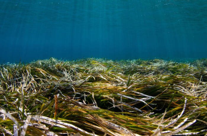 grass and seaweed on a sea bed