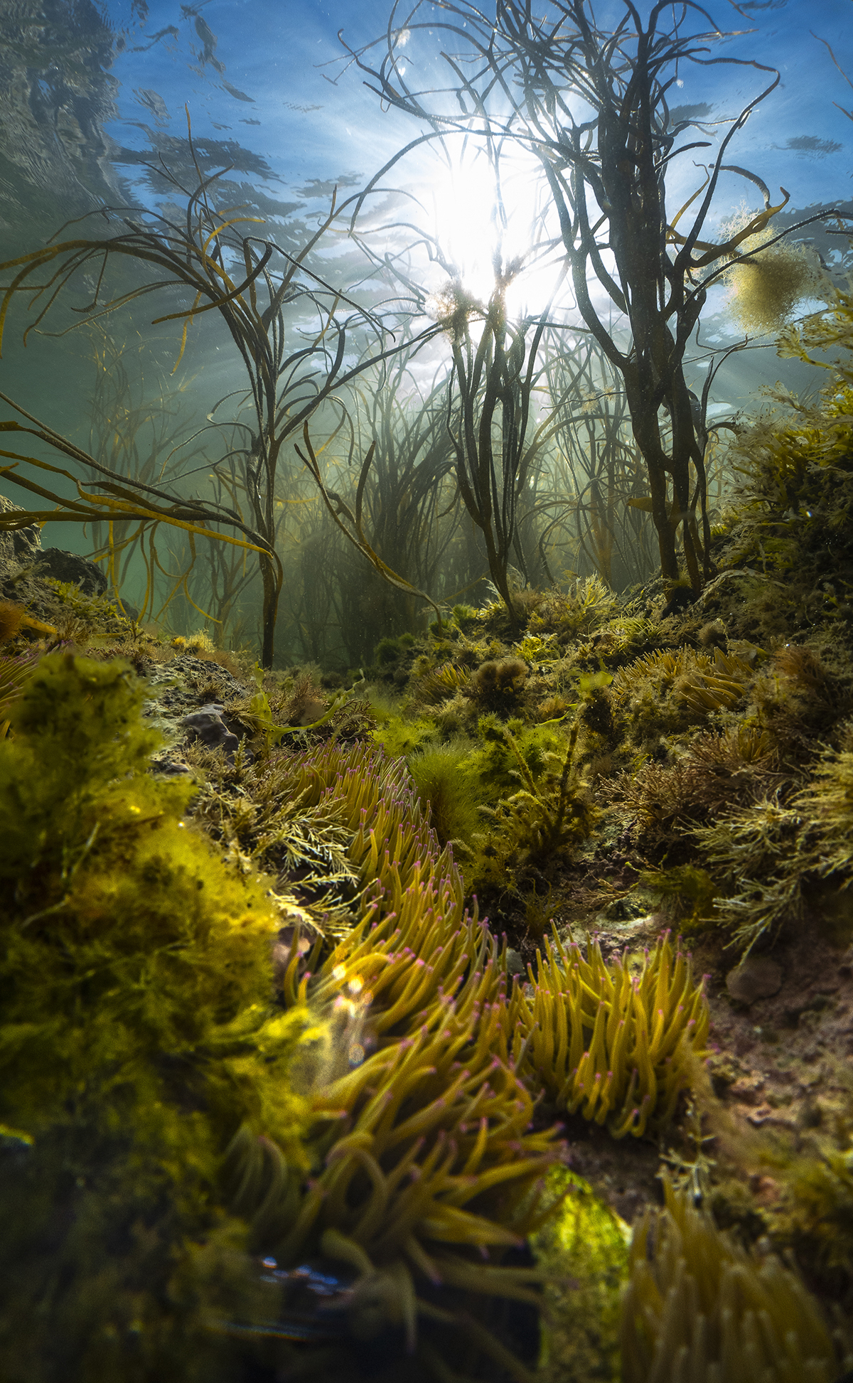 Yellow and green weeds at the bottom of the sea