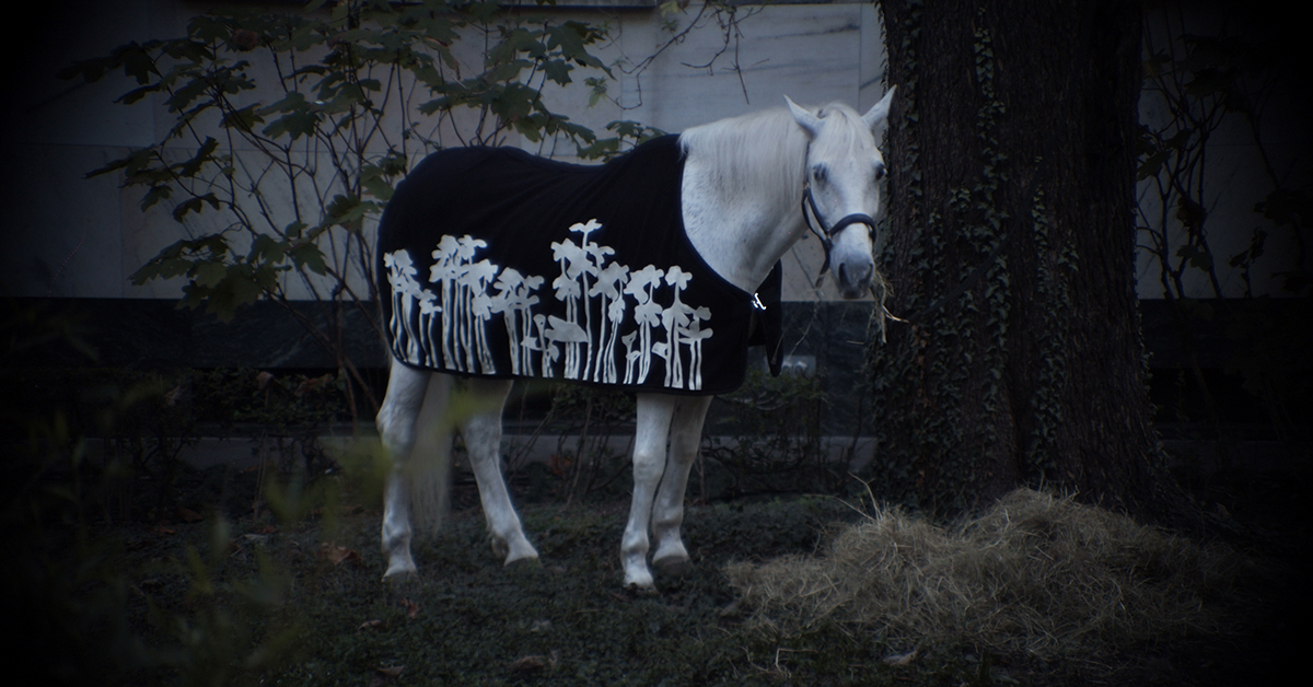 A white horse wearing a black cape with white flowers on it 