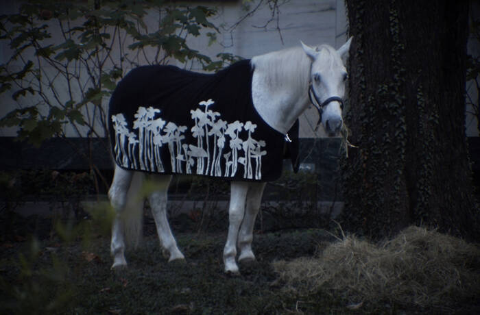 A white horse wearing a black cape with white flowers on it