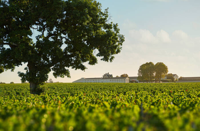 green vineyard with tree and building and sun