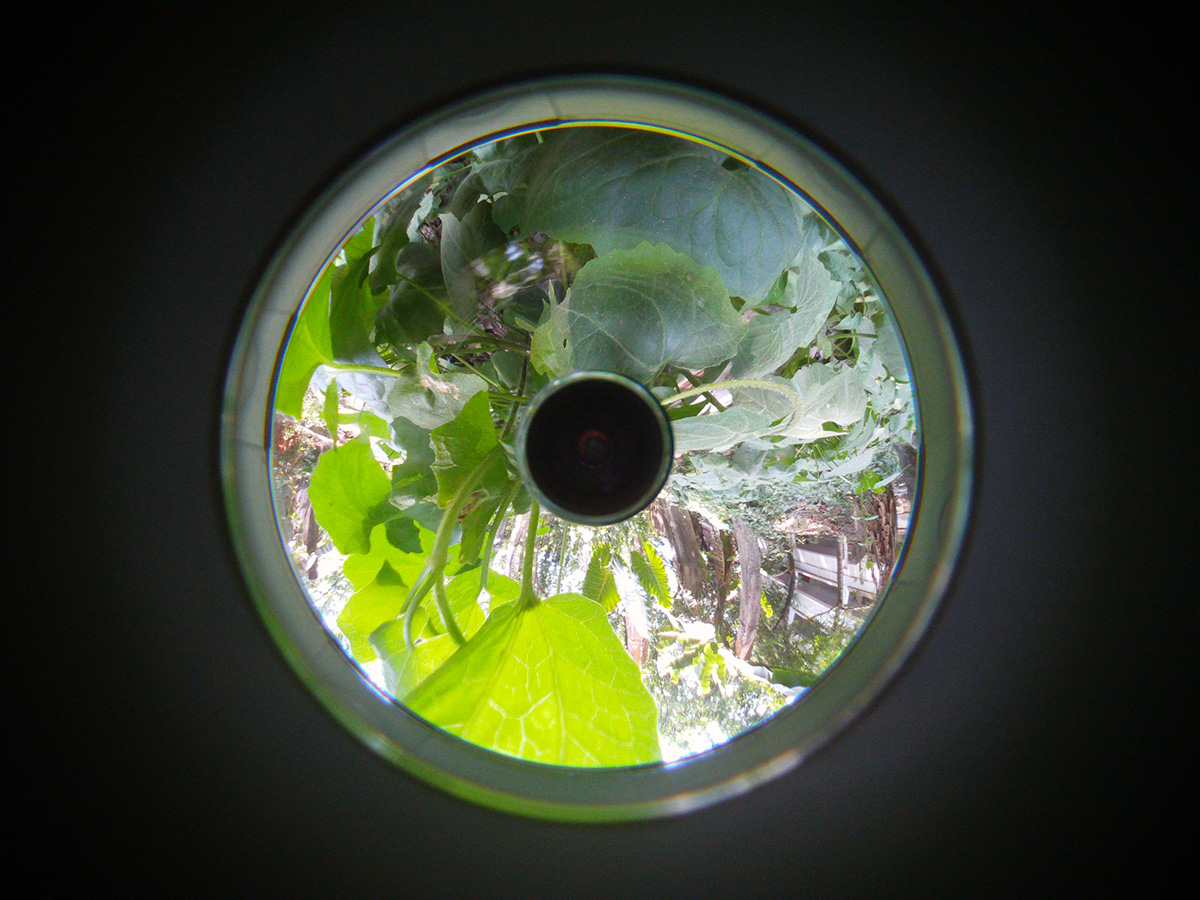 Artwork of an eye with leaves