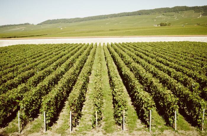 big green vineyard